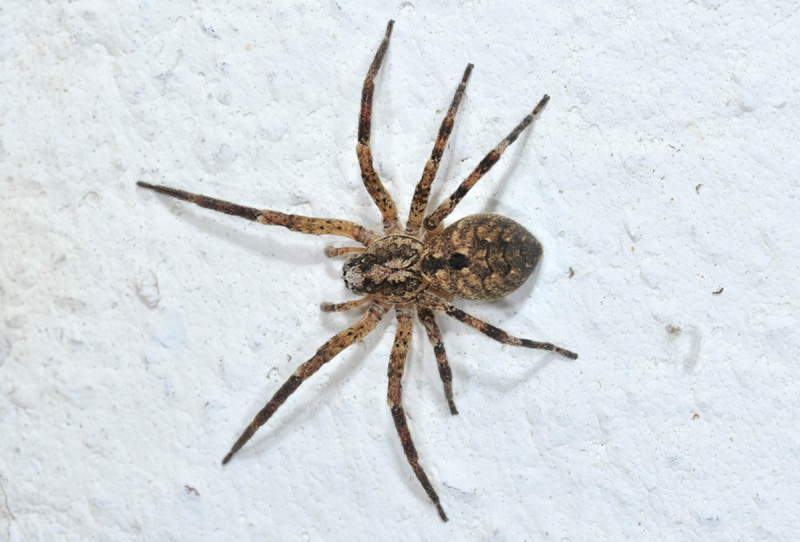 Zoropsis spinimana - Toano (RE)